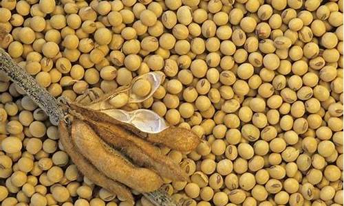 巴西大豆期货(巴西大豆期货价格)_https://www.hbxfywj.com_基金知识_第1张