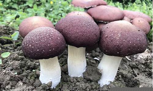 贵州松茸期货实时行情分析(贵州松茸酱怎么做好吃)_https://www.hbxfywj.com_证券知识_第1张