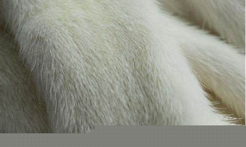 貂皮期货行情分析报告(貂皮价格走势图)_https://www.hbxfywj.com_证券知识_第1张
