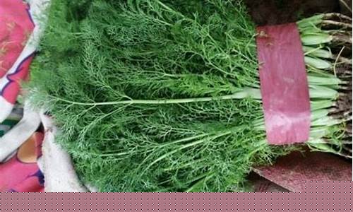茴香期货价格行情最新走势(菜油期货价格行情走势图表)_https://www.hbxfywj.com_股票知识_第1张
