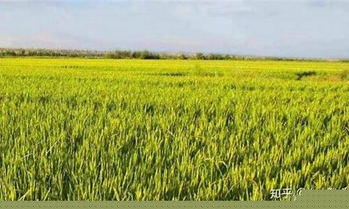 郑商所小麦期货实时行情(郑州期货小麦价格)_https://www.hbxfywj.com_股票知识_第1张