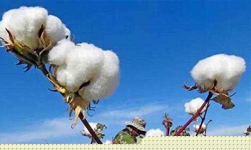 中国郑州棉花期货交易(郑州棉花期货交易所)_https://www.hbxfywj.com_证券知识_第1张