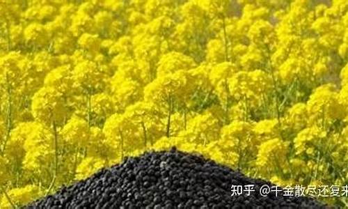 扬州菜粕期货交易规则(菜粕期货上市日期)_https://www.hbxfywj.com_证券知识_第1张