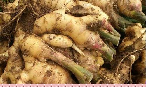 生姜期货价格最新行情(生姜行情走势今日早报)_https://www.hbxfywj.com_证券知识_第1张