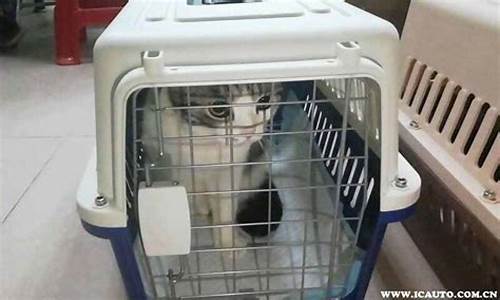 飞机可以托运猫咪吗国内(飞机托运可以带液体化妆品吗)_https://www.hbxfywj.com_股票知识_第1张