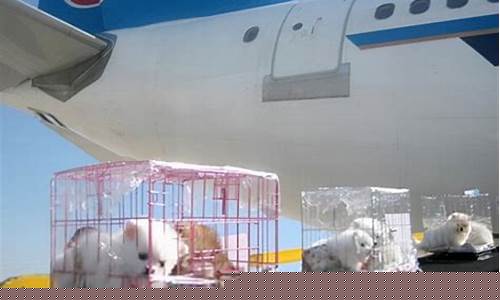 飞机空运猫咪多少钱(飞机空运不能带的东西)_https://www.hbxfywj.com_期货知识_第1张