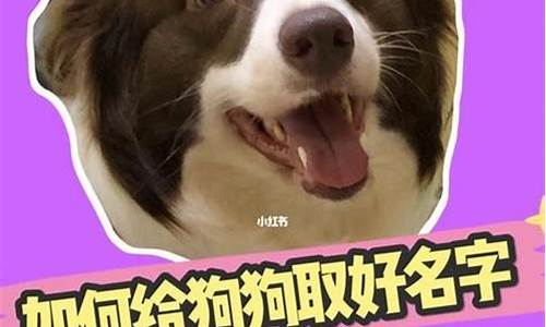 霸气顺口饲料名字(饲料起名)_https://www.hbxfywj.com_期货知识_第1张