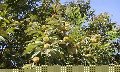 板栗北方可以种植吗(板栗北方可以种植吗农村)_https://www.hbxfywj.com_基金知识_第1张
