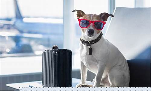 航空托运宠物多少钱(航空公司托运宠物多少钱)_https://www.hbxfywj.com_股票知识_第1张